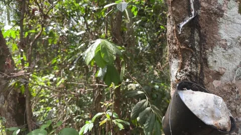 Close-up latex flowing from tapped rubber tree Stock Footage 328273315