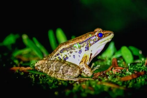 Close-up of a Latouchte's Frog. Foto stock