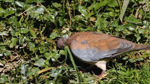 Close up of Laughing Dove  Stock Footage 244338333