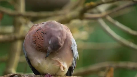 Close up of a laughing Dove itching Stock Footage 268747849
