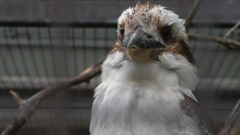 Close up of a laughing kookaburra Stock Footage 135063638