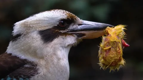 Close up of laughing kookaburra  Stock Footage 143416778