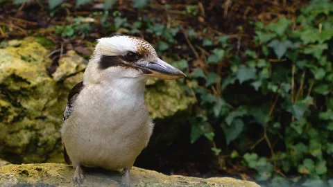 Close up of laughing kookaburra  Stock Footage 143416921