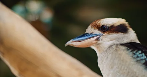 Close up of laughing kookaburra sitting on a tree branch. BMPCC 4K Stock Footage 125581703