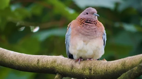 Close up of laughing, turtle Dove Stock Footage 256101473