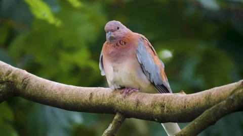 Close up of laughing, turtle Dove Stock Footage 256108903