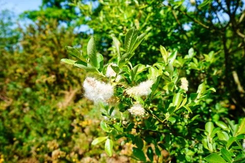 Close up of a laurel flower 库存照片