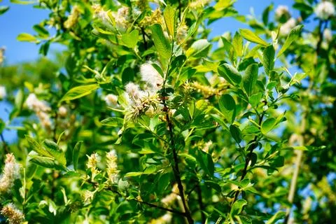 Close up of a laurel flower Stock Photos