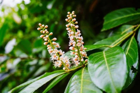 Close up of laurel flowers 스톡 사진