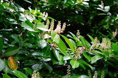 Close up of laurel flowers Stock Photos