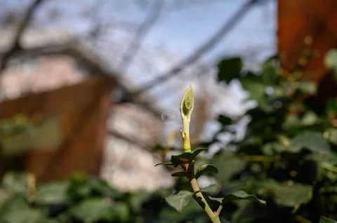 Close Up of Laurus Nobilis Leaf Bud and Young Foliage Foto stock