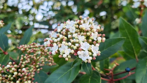 Close-up of laurustinus shrub flowers, also known as viburnum tinus Stock Footage 327196350