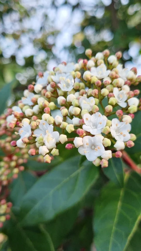 Close-up of laurustinus shrub flowers, also known as viburnum tinus, gently Stock Footage 327196754