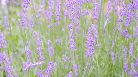 Close up of Lavanda flowers 스톡 동영상 77137127