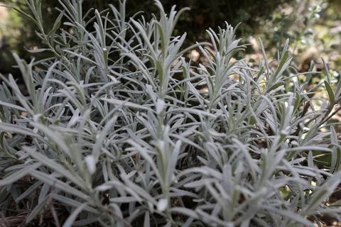 Close-up of Lavandula foliage. Stock Photos