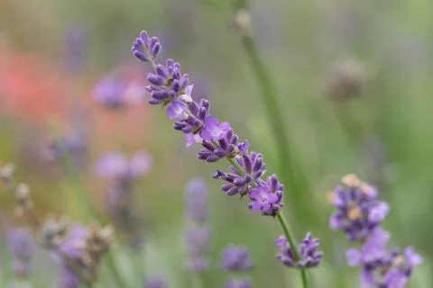 Close up of lavdender violet stem. Stock Photos