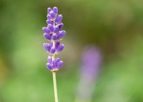 Close up of lavdender violet stem. Stock Photos