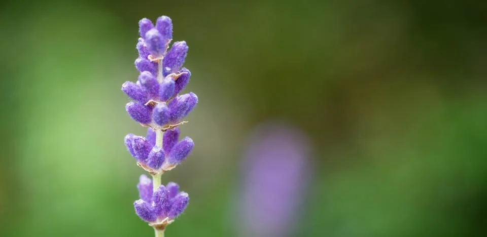 Close up of lavdender violet stem. Stock Photos