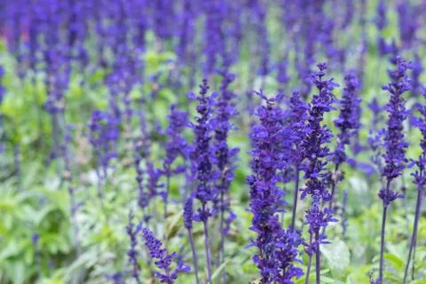 Close up of lavdender violet stem. Stock Photos