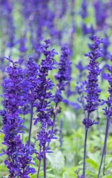 Close up of lavdender violet stem. Stock Photos