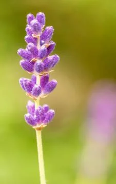 Close up of lavdender violet stem. Stock Photos