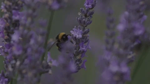 Close up of lavender and bee is flying around. Slow motion. Focus pull. 動画素材 102158313
