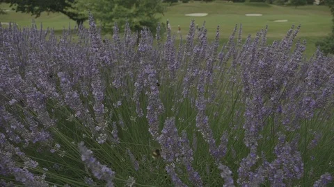 Close up of lavender and bee is flying around. Slow motion. Focus pull. 動画素材 102158459