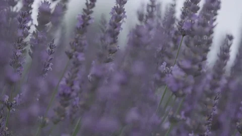 Close up of lavender and bee is flying around. Slow motion. Focus pull. 動画素材 102158461
