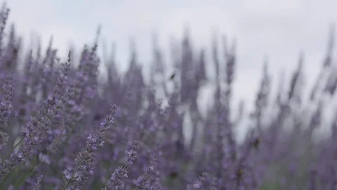 Close up of lavender and bee is flying around. Slow motion. Focus pull. 動画素材 102158503