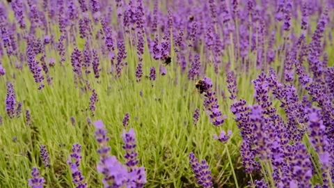 Close up of lavender and bee is flying around. Slow motion. Stock Footage 254167970