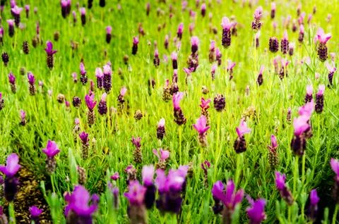 Close up lavender background. Foto stock
