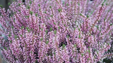 Close-up of lavender bloom in a field Stock Footage 142015016