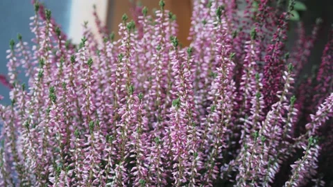 Close-up of lavender bloom in a field Stock Footage 156348092
