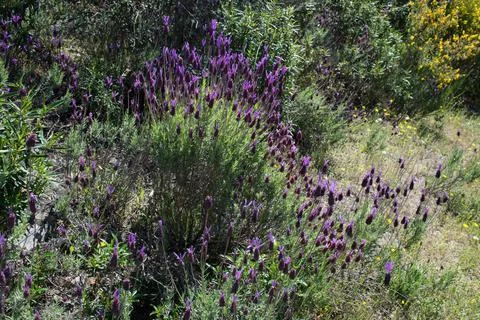 Close up of lavender in bloom. Stock Photos