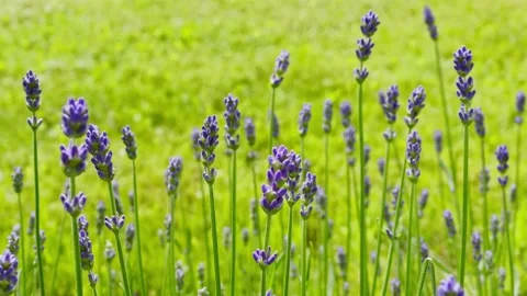 Close up of lavender blossom Stock Footage 205513055
