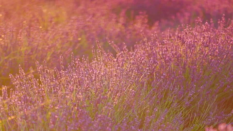 Close up of lavender blowing in the breeze Stock Footage 326773741