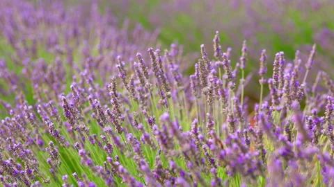 Close up of lavender blowing in the breeze Stock Footage 326777448