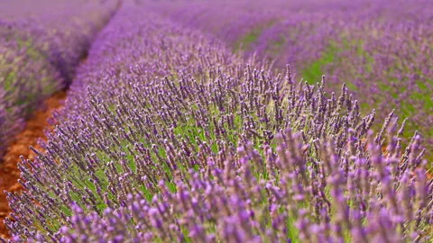 Close up of lavender blowing in the breeze Stock Footage 326777449