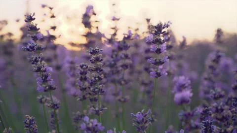 Close up of lavender branches in a filed at sunset Stock Footage 158211799