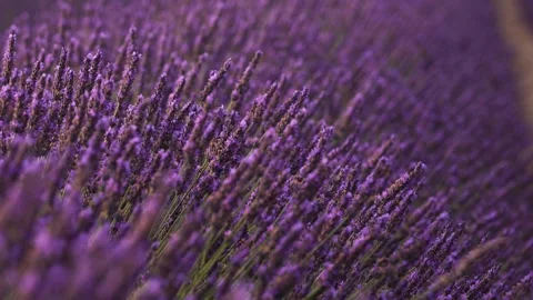 Close Up Lavender Bushes Rack Focus to Foreground Gentle Wind Purple Flower.. Stock Footage 313451880