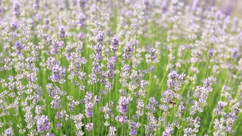 Close-up of lavender bushes, selective focus Stock Footage 244541952