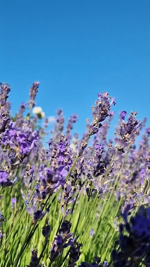 Close-up of lavender bushes with selective focus Stock Footage 312668505