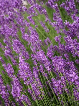 Close up of lavender field. Stock Photos