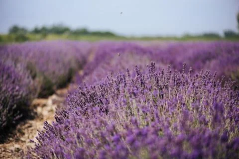 Close up of lavender field rows Foto stock