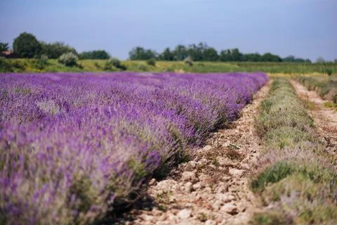 Close up of lavender field rows Stock Photos