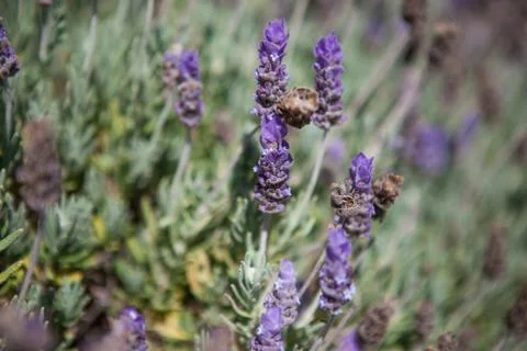 Close up of lavender field in the summer Stock Photos