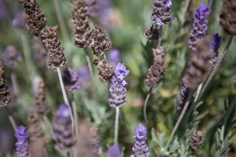 Close up of lavender field in the summer Stock Photos