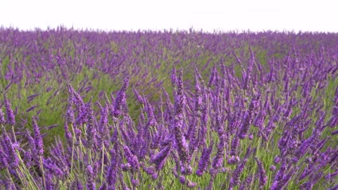 Close Up Lavender Field on Windy Day Hand Held Flowers Blowing in the Wind .. Stock Footage 314410362