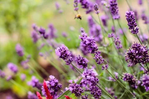 Close-Up of Lavender Flower with Bee in Background in Bright Garden with Natu Fotos de archivo