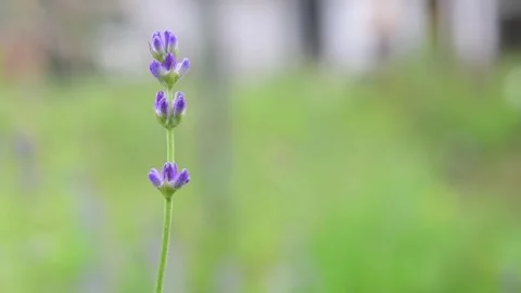 Close-up of a lavender flower blowing in the wind on green blurred background Stock Footage 256212925